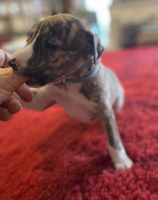Les chiots de Whippet