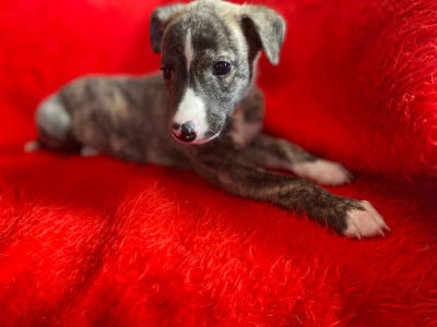 Les chiots de Whippet