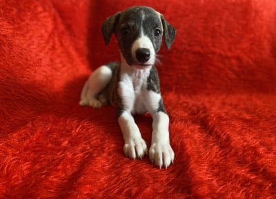 Les chiots de Whippet