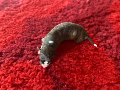 Whippet
