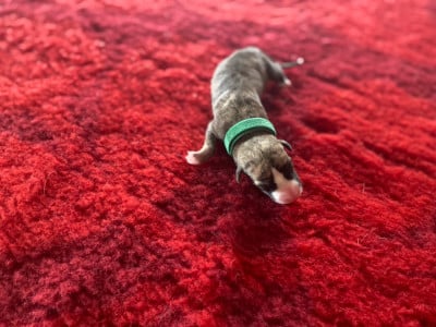 M 3 (collier vert foncé) - Whippet