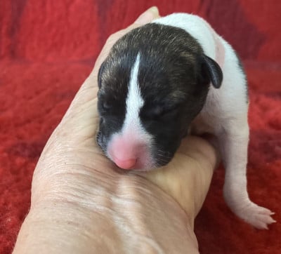 F1 (collier rose) - Whippet