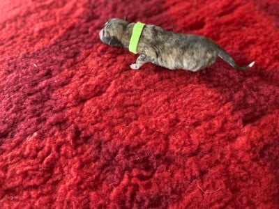 F2 (collier vert fluo) - Whippet