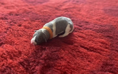 F3 (collier orange) - Whippet