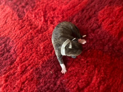 F4 (collier gris) - Whippet
