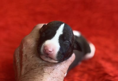 Les chiots de Whippet