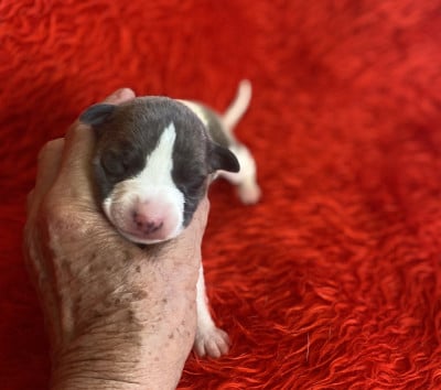 Les chiots de Whippet