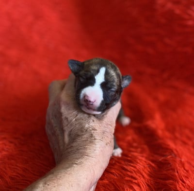 Les chiots de Whippet