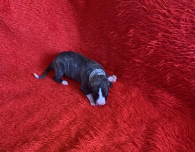Les chiots de Whippet
