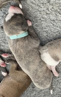 Les chiots de Whippet