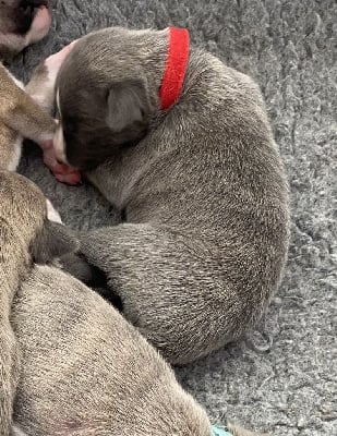 Les chiots de Whippet