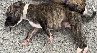 Les chiots de Whippet