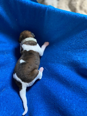 Les chiots de Whippet