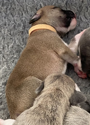 Les chiots de Whippet