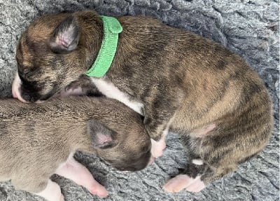 Les chiots de Whippet