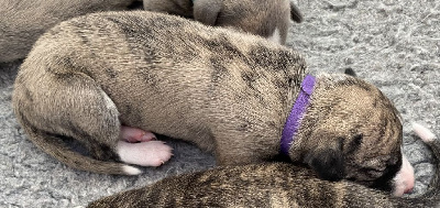 Les chiots de Whippet