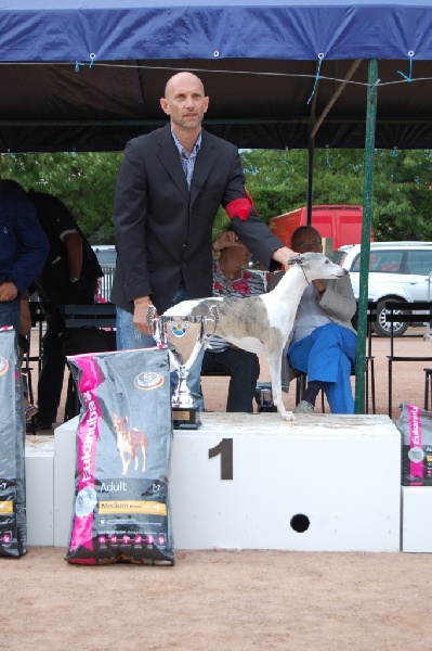 CH. Une mélodie du domaine des Chojnacki - 1 ère exc, BIS Vétéran