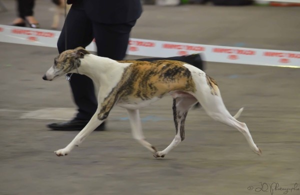 Ghost note du domaine des Chojnacki - 1ère Exc CACS-CACIB