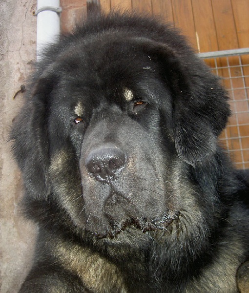 Publication : du domaine de Toundra