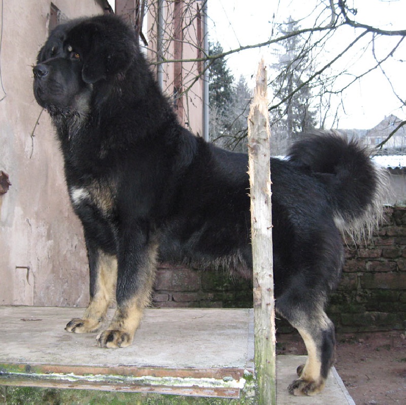 Publication : du domaine de Toundra