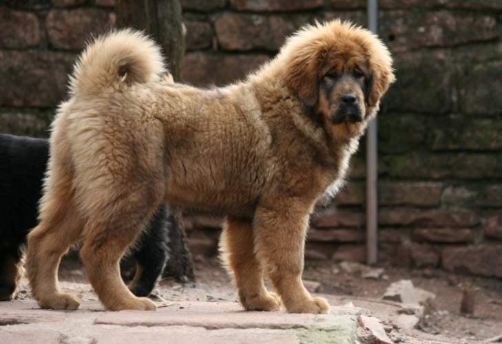 Publication : du domaine de Toundra Auteur : domaine de Toundra