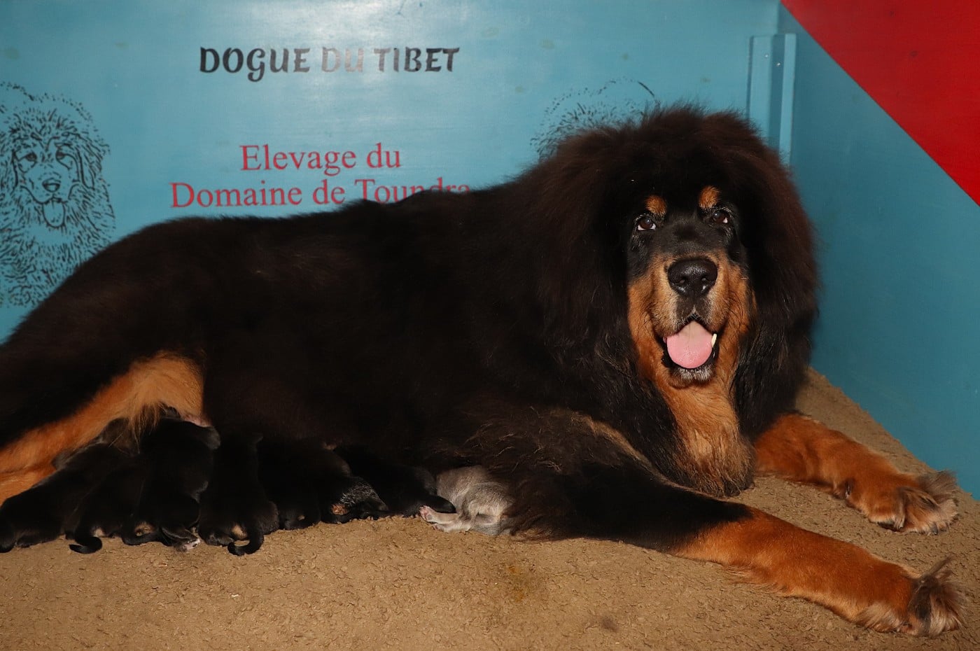 Dogue du Tibet - du domaine de Toundra