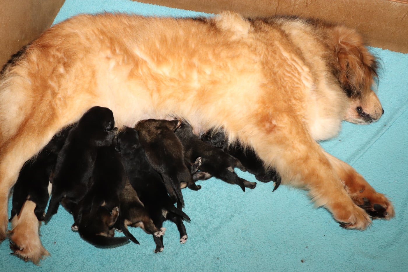 Dogue du Tibet - du domaine de Toundra