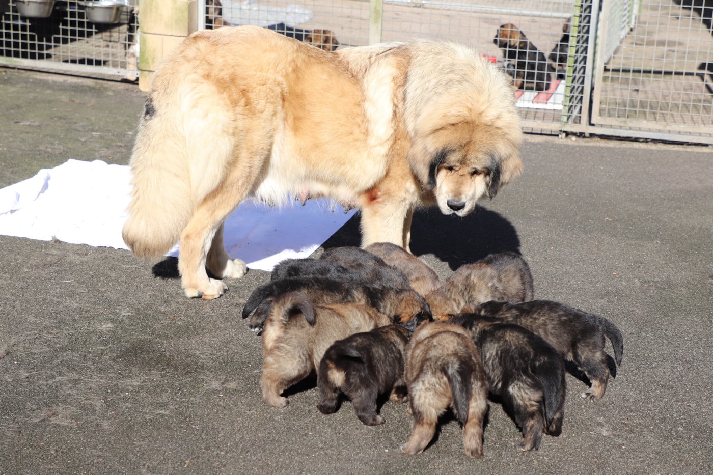Dogue du Tibet - du domaine de Toundra