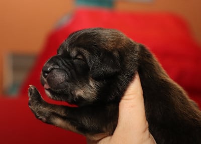 Les chiots de Dogue du Tibet