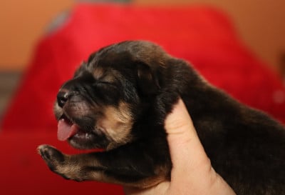 Les chiots de Dogue du Tibet