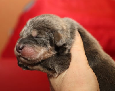 Les chiots de Dogue du Tibet
