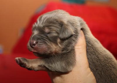 Les chiots de Dogue du Tibet