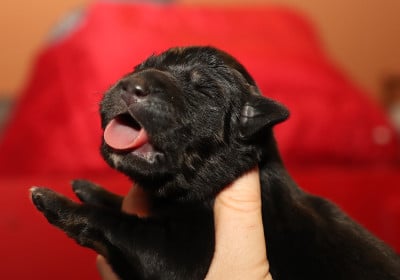 Les chiots de Dogue du Tibet