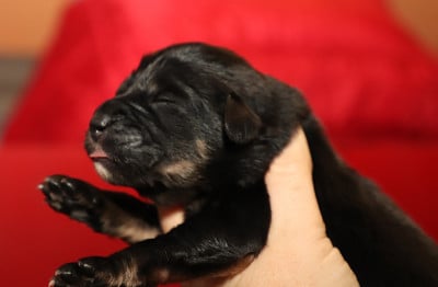 Les chiots de Dogue du Tibet