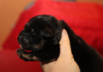 Les chiots de Dogue du Tibet
