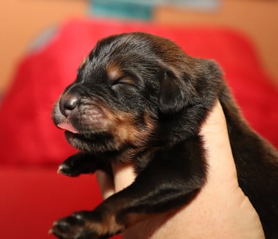 Les chiots de Dogue du Tibet