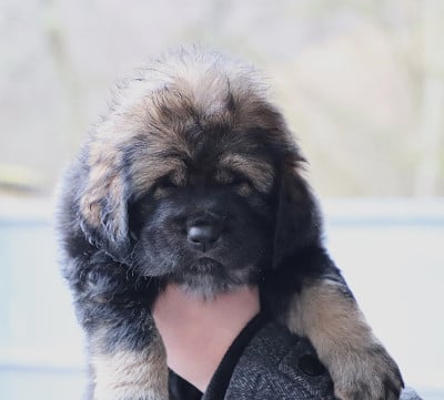 Les chiots de Dogue du Tibet