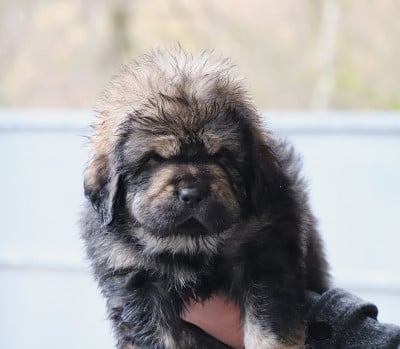 Les chiots de Dogue du Tibet