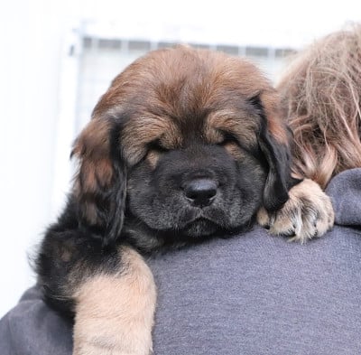 Les chiots de Dogue du Tibet