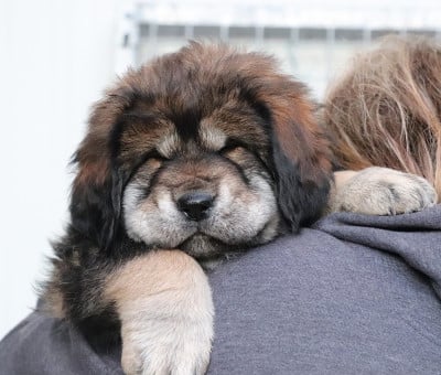 Les chiots de Dogue du Tibet