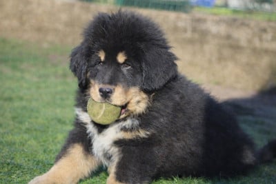 Les chiots de Dogue du Tibet