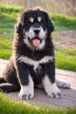 Les chiots de Dogue du Tibet