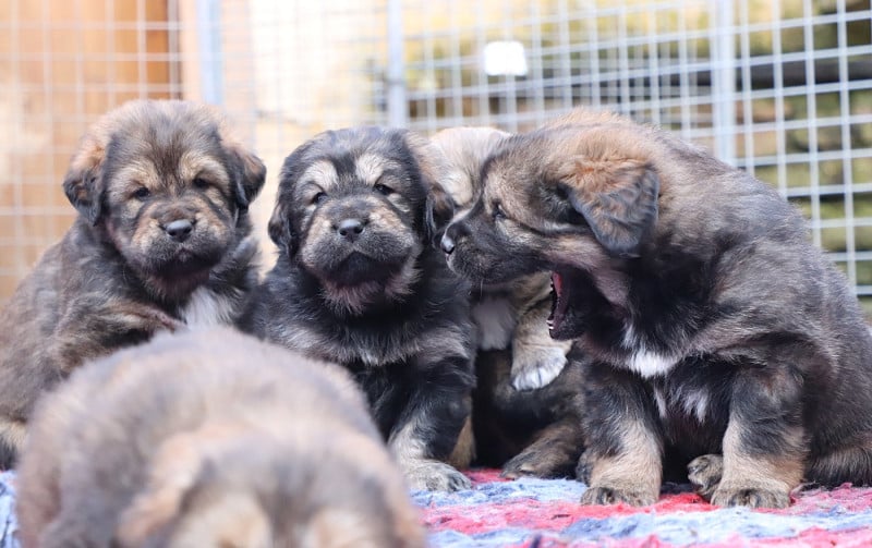 Dogue du Tibet - du domaine de Toundra