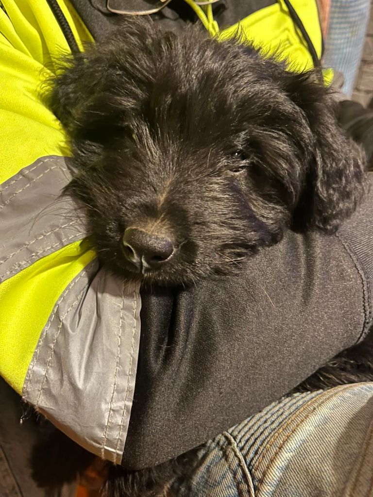 Berger des Pyrenees à poil long - DES DRAYERES