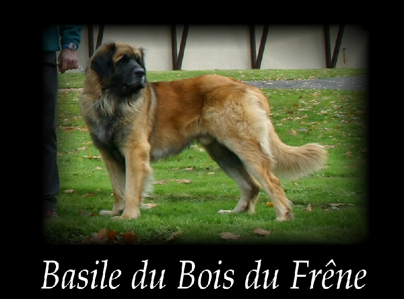 Basile du Bois du Frêne