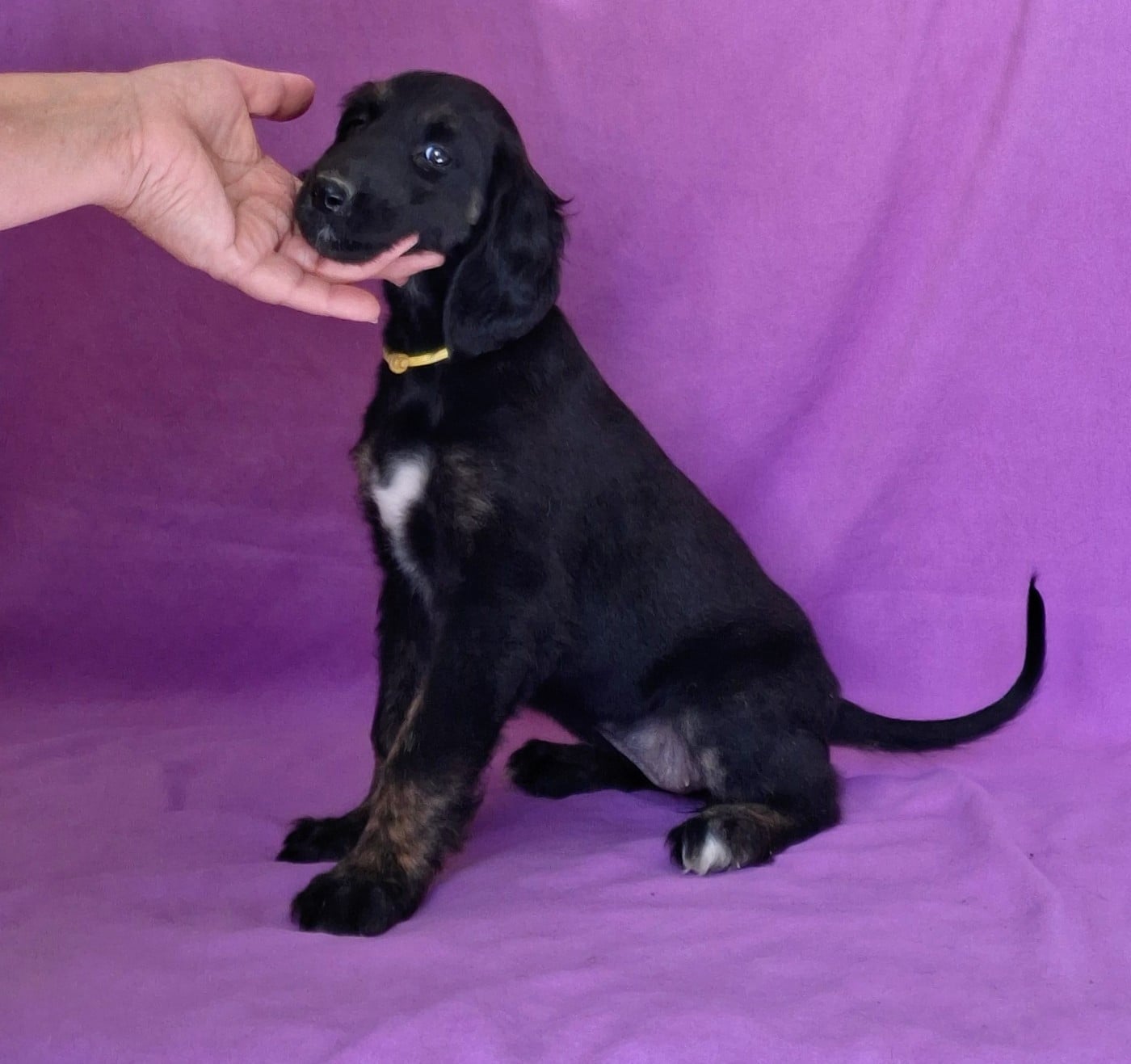 ASTRÉE L'ÉTOILE de la vallee de rozenn