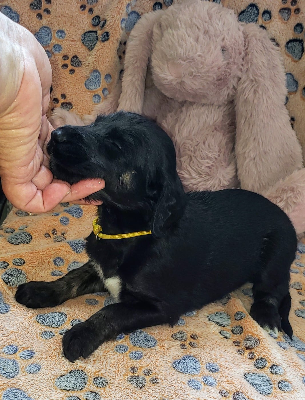 ASTRÉE L'ÉTOILE de la vallee de rozenn