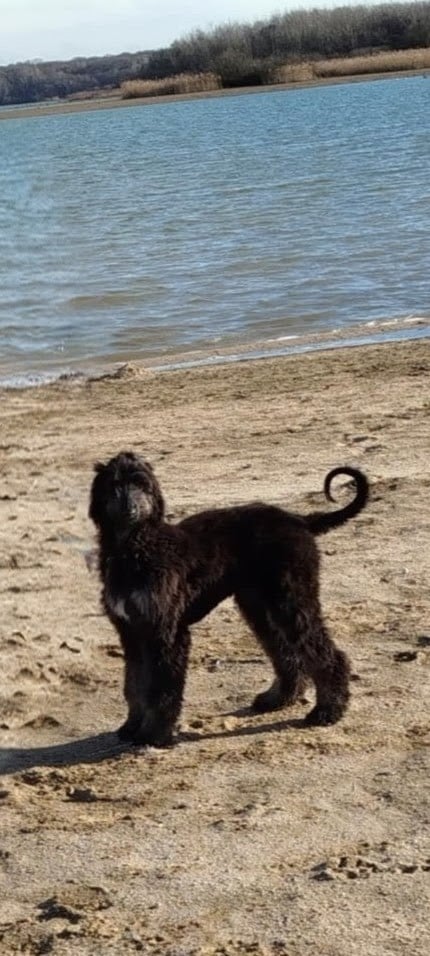 ASTRÉE L'ÉTOILE de la vallee de rozenn