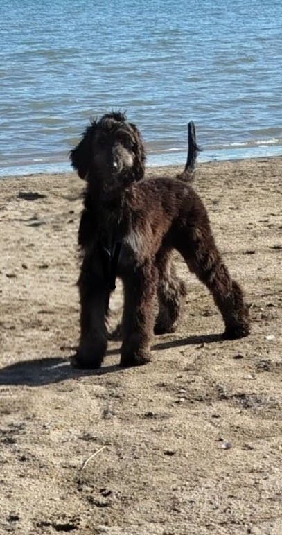 ASTRÉE L'ÉTOILE de la vallee de rozenn