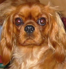 Vahiné Des Frimousses Calines